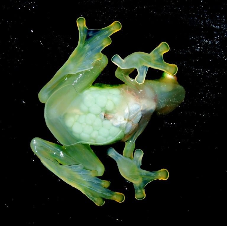 Glass frogs H. valerioi Dendroboard